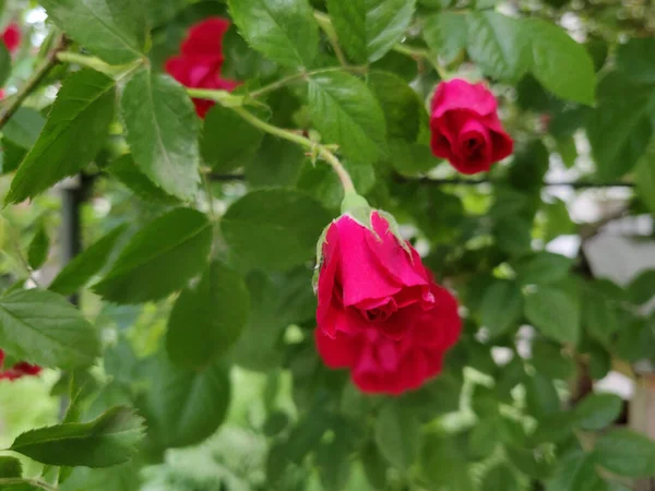 Rosa Vermelha Florescendo Jardim — Fotografia de Stock