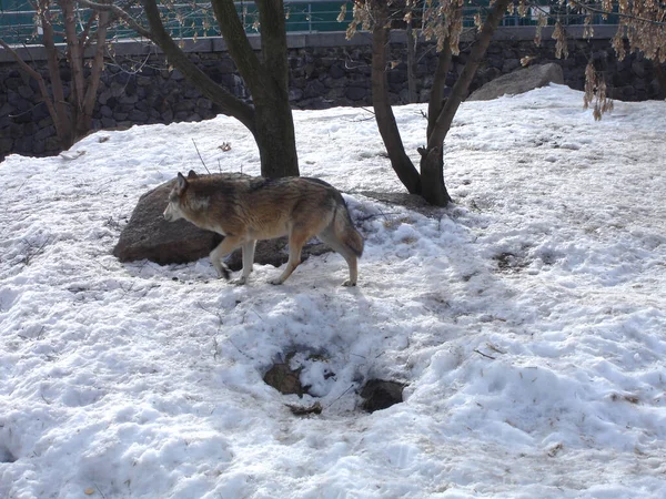 Kış Gününde Gri Kurt Vahşi Hayvan — Stok fotoğraf
