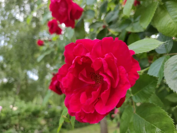 Rosa Vermelha Florescendo Jardim — Fotografia de Stock
