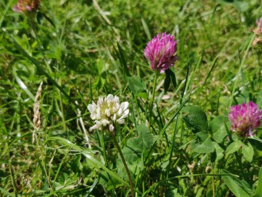 İlkbaharda pembe ve beyaz yonca çiçekleri