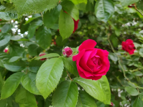 Blommande Röd Ros Trädgård — Stockfoto