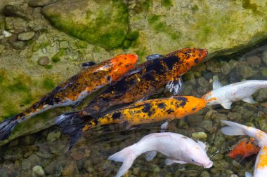 Koi sazan balığı gölette yüzüyor. Çin sazan balığı.. 