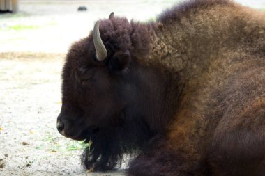 Sıcak bir yaz gününde bizon. Vahşi hayvan.