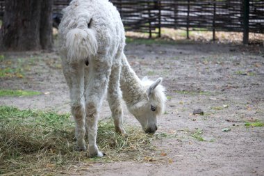 Lama yaz günü açık havacıda