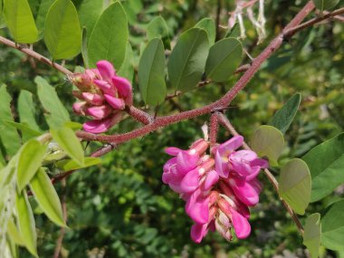 Akasya ağacının pembe akasya çiçekleri, yakın plan.