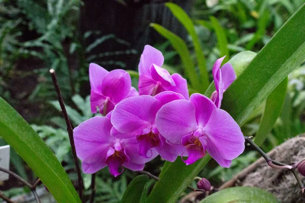 Rózsaszín Orchidea Virágok Nyári Kertben — Stock Fotó