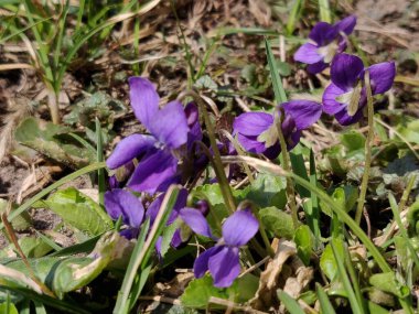 İlkbaharda mor çiçek açar.