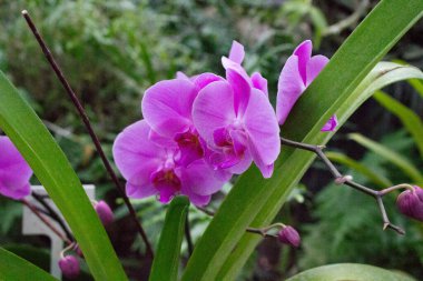 Yaz bahçesinde pembe orkide çiçekleri