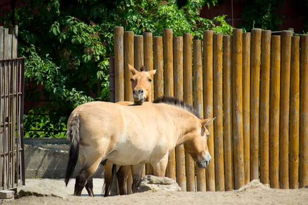 Przewalski野生馬 Przewalskiの馬Equus Przewalskii Dzungarian馬またはEquus Ferus Przewalskiiは モンゴルの野生馬とも呼ばれ まれで絶滅危惧種の馬です — ストック写真