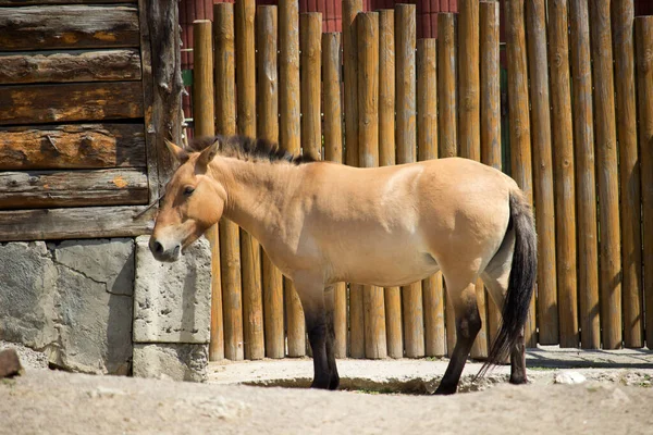 Caballo Salvaje Przewalski Caballo Przewalski Equus Przewalskii Caballo Dzungarian Equus —  Fotos de Stock