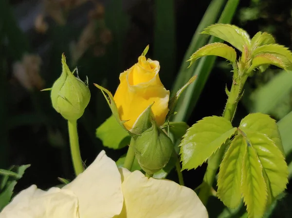 Kwitnąca Żółta Róża Ogrodzie — Zdjęcie stockowe
