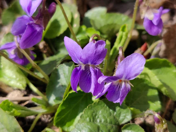 Весной Цветет Фиолетовый Цветок — стоковое фото