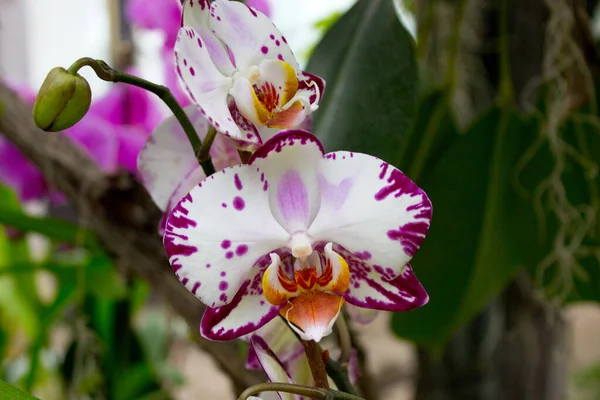 Flores Brancas Orquídea Jardim Verão — Fotografia de Stock