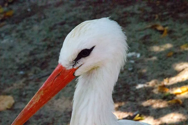 Vadfehér Gólya Nyári Parkban — Stock Fotó