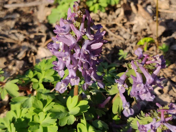 コリダリス早春の野生の森の花を咲かせます 緑の葉を持つ美しい小さな植物 — ストック写真