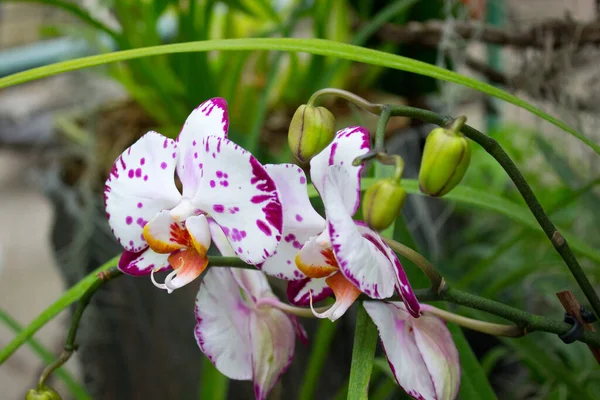 Flor Colorida Orquídea Jardín Del Verano — Foto de Stock