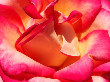 Bahçede çiçek açan bir gül