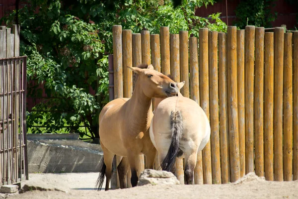 Przewalski Άγριο Άλογο Άλογο Przewalski Του Equus Przewalskii Dzungarian Άλογο — Φωτογραφία Αρχείου