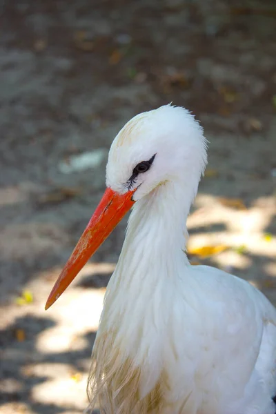 Wilde Witte Ooievaar Het Zomerpark — Stockfoto