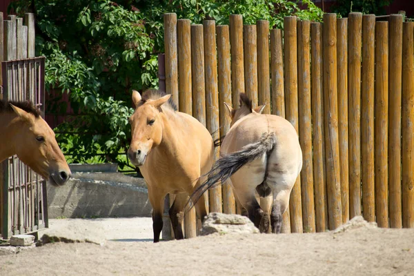 Przewalski Άγριο Άλογο Άλογο Przewalski Του Equus Przewalskii Dzungarian Άλογο — Φωτογραφία Αρχείου
