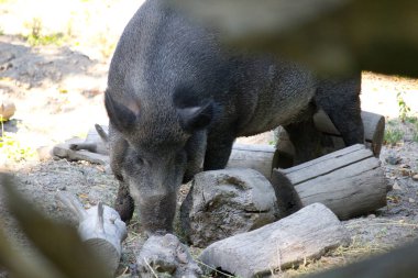 Yaban domuzu, yaban domuzu olarak da bilinir.