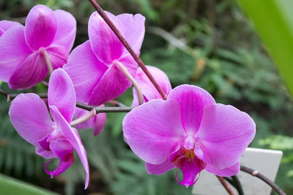 Rosa Orchideenblüten Sommergarten — Stockfoto