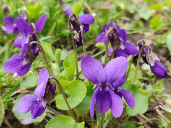 Весной Цветет Фиолетовый Цветок — стоковое фото