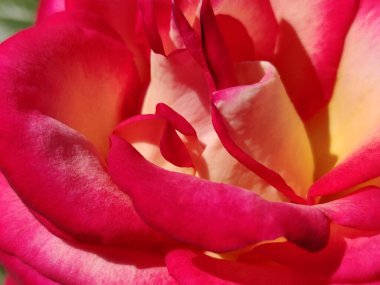 Bahçede çiçek açan bir gül