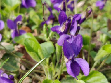 İlkbaharda mor çiçek açar.