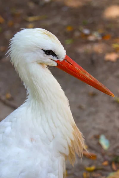 Cigogne Blanche Sauvage Dans Parc Été — Photo