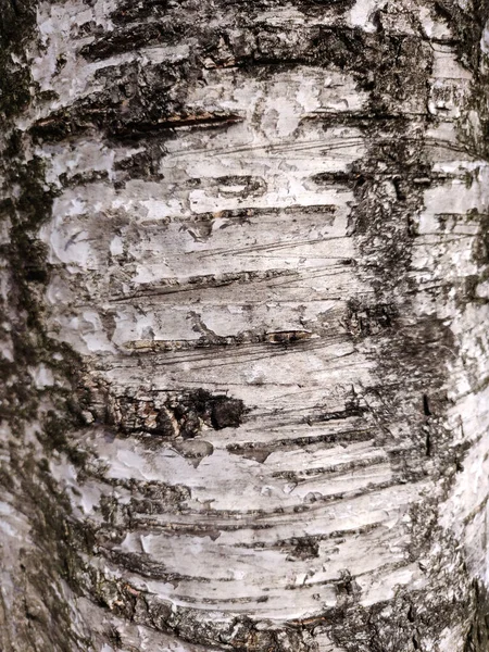 Textured Bark Birch Tree Wooden Texture — Stock Photo, Image
