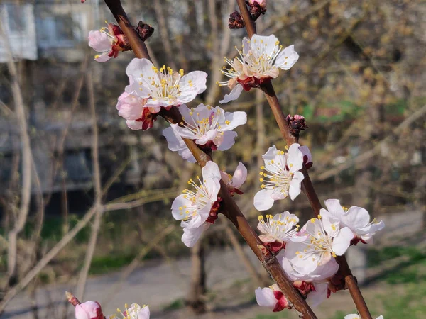 Aprikosblommor Grenen Våren — Stockfoto