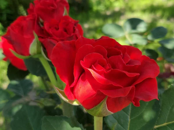 Rosa Vermelha Florescendo Jardim — Fotografia de Stock