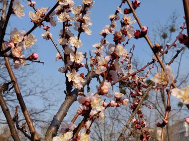 İlkbaharda dalda kayısı çiçekleri