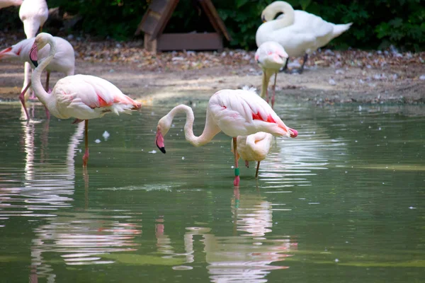 Pink Flamingo Birds Relaxing Garden Pond — Stock Photo, Image
