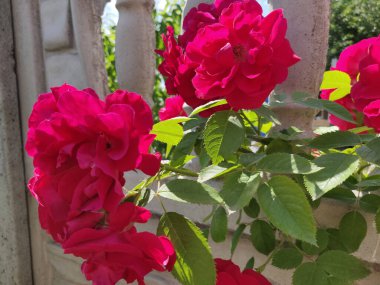 Bahçede açan kırmızı gül