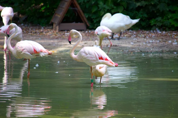 Pembe Flamingo Kuşları Bahçe Havuzunda Dinleniyor — Stok fotoğraf