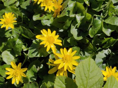 Ranunculus acris (çayır çiçeği, uzun düğün çiçeği, yaygın düğün çiçeği, dev düğün çiçeği) güzel sarı çiçek