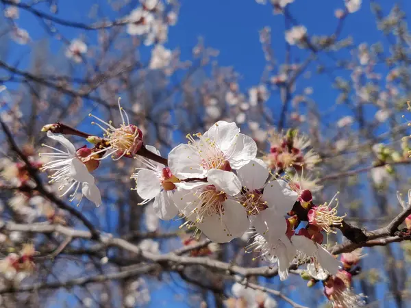 Apricot Blossom Flowers Branch Springtime — Stock Photo, Image