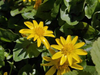 Ranunculus acris (çayır çiçeği, uzun düğün çiçeği, yaygın düğün çiçeği, dev düğün çiçeği) güzel sarı çiçek