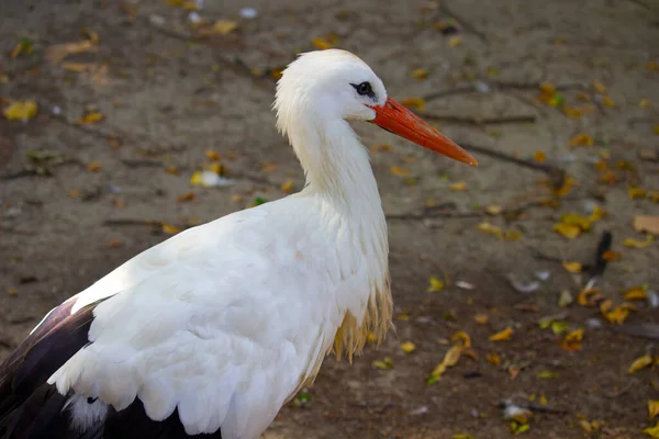 Cigogne Blanche Sauvage Dans Parc Été — Photo