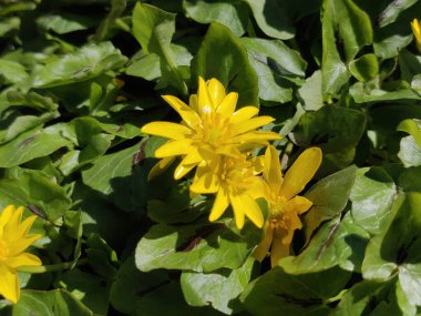 Ranunculus acris (çayır çiçeği, uzun düğün çiçeği, yaygın düğün çiçeği, dev düğün çiçeği) güzel sarı çiçek