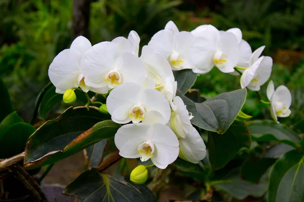 Yaz Bahçesinde Beyaz Orkide Çiçekleri — Stok fotoğraf