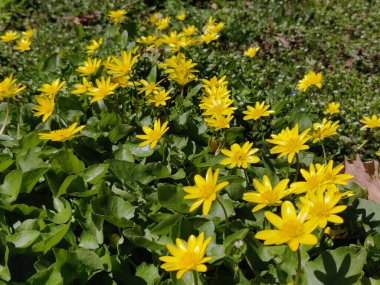 Ranunculus acris (çayır çiçeği, uzun düğün çiçeği, yaygın düğün çiçeği, dev düğün çiçeği) güzel sarı çiçek