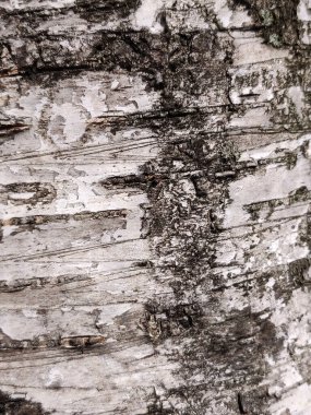 Bir huş ağacının desenli kabuğu. Ahşap doku