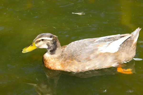 Domestic Ducks Pond — Stock Photo, Image