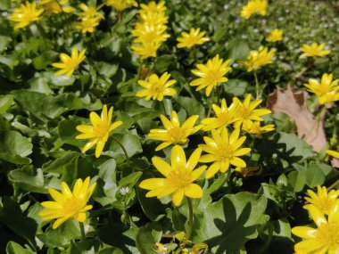 Ranunculus acris (çayır çiçeği, uzun düğün çiçeği, yaygın düğün çiçeği, dev düğün çiçeği) güzel sarı çiçek