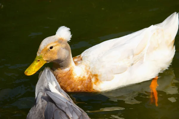 Inhemska Ankor Dammen — Stockfoto