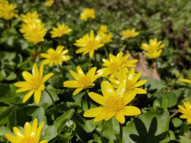 Ranunculus acris (çayır çiçeği, uzun düğün çiçeği, yaygın düğün çiçeği, dev düğün çiçeği) güzel sarı çiçek