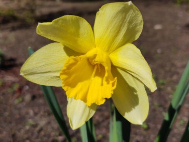 Bahar bahçesinde nergis çiçeği.